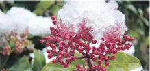  ??  ?? Viburnum tinus is an evergreen shrub that forms flowerbud clusters in late summer and autumn. Some will open during mild winter weather, but the shrub comes into full bloom in April.