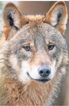  ?? FOTO: DPA ?? Der Wolf erobert sich allmählich Teile seines Lebensraum­s zurück. In NRW ist er noch nicht ansässig – doch das könnte sich bald ändern.