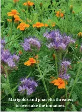  ??  ?? Marigolds and phacelia threaten to overtake the tomatoes.