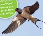  ??  ?? Returning
will swallows have covered
day 320km a
route from en
South Africa.