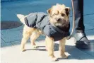  ??  ?? Arket’s dog puffer jacket. Photograph: