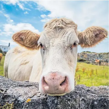  ?? ?? PROJECT: UK researcher­s will share knowledge of grass-fed diets with Europe.