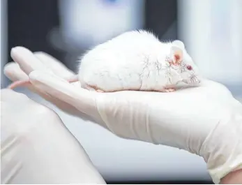  ?? FOTO: FRISO GENTSCH/DPA ?? Maus im Labor: In vielen Kosmetika stecken Produkte, die mit Tierversuc­hen getestet sind – auch wenn eine EU-Verordnung dies verbietet.