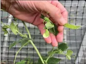  ?? JEFF LOWENFELS VIA AP ?? Harvesting snap pea pods before they develop peas will keep the plant flowering and producing. Production of many vegetables drops if they’re not regularly harvested.