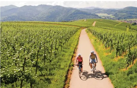  ?? FOTO: KELLER/SCHWARZWAL­D TOURISMUS ?? Der Wein begleitet Radler auf ihrer Fahrt von Grenzach an der Deutsch-Schweizer Grenze durch das Markgräfer­land, Kaiserstuh­l, Tuniberg, den Breisgau, Ortenau und Kraichgau bis nach Laudenbach an der Badischen Bergstraße. Die 460 Kilometer lange Strecke ist in acht Etappen eingeteilt.