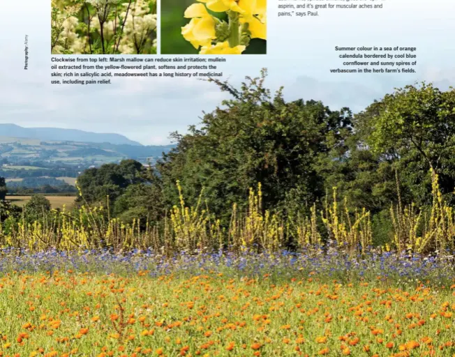  ??  ?? Clockwise from top left: Marsh mallow can reduce skin irritation; mullein oil extracted from the yellow-flowered plant, softens and protects the skin; rich in salicylic acid, meadowswee­t has a long history of medicinal use, including pain relief.
Summer colour in a sea of orange calendula bordered by cool blue cornflower and sunny spires of verbascum in the herb farm’s fields.