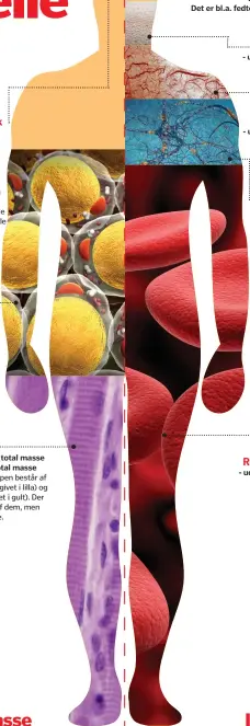  ??  ?? Røde blodlegeme­r: 5,5% af total masse Muskler: 44% af total masse Fedt: 28,5% af total masse - udgør 70,7% af cellerne - udgør 8,3% af cellerne - udgør 6,8% af cellerne - udgør 5,5% af cellerne - udgør 8,7% af cellerne Det er bl.a. fedtceller og...