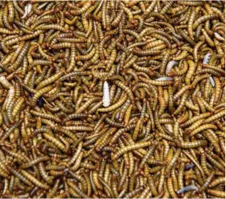  ?? (EDDY MOTTAZ/LE TEMPS) ?? Larves de scarabées Molitor, également appelées vers de farine, élevées chez Ynsect.