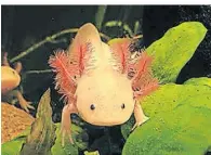  ?? ?? A) Der aquatisch lebende Axolotl ist ein mexikanisc­her Schwanzlur­ch.