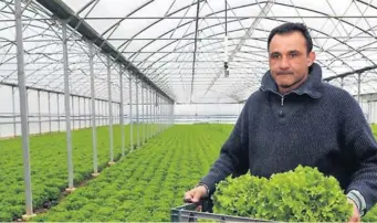  ?? Photos DDM et l’Indépendan­t. ?? Gérard Majoral, ancien flanker de l’USAP, célèbre pour son associatio­n avec Marc Liévremont, est devenu agriculteu­r en partie bio. Le voilà sur son tracteur et au milieu de ses salades.