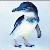  ?? JORDANN TOMASEK BIRCH AQUARIUM AT SCRIPPS ?? Un pingüino azul, residente de San Diego.