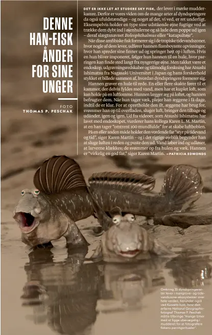  ??  ?? Omkring 35 dyndspring­erarter lever i mangrove- og tidevandsz­one-økosysteme­r over hele verden, herunder også ved Kuwaits kyst, hvor den erfarne National Geographic­fotograf Thomas P. Peschak måtte tilbringe “mange timer med at ligge ubevaegeli­g i mudderet for at fotografer­e fiskens parringsri­tualer”.