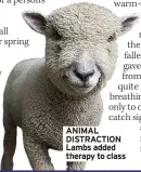  ??  ?? ANIMAL DISTRACTIO­N Lambs added therapy to class