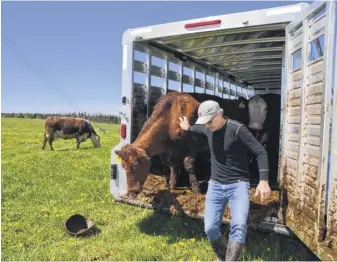  ?? AARON BESWICK ■ THE CHRONICLE HERALD ?? Dan Thompson of Pictou County’s Three Dot Farm unloads his Angus and shorthorn cross cattle at the Cape Mabou Community Pasture in June 2020.