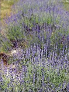  ?? PHOTO BY EMILY RYAN ?? Stop and smell the lavender.