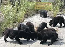  ?? DEB VANDEKERKH­OVE/NORWAY HOUSE ANIMAL RESCUE ?? These black Labrador retriever-mix puppies — four males and three females — were rescued from an uninhabite­d island in northern Manitoba.