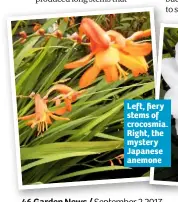  ??  ?? Left, fiery stems of crocosmia. Right, the mystery Japanese anemone