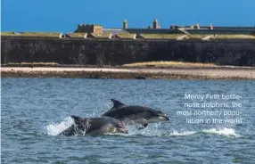  ??  ?? Moray Firth bottlenose dolphins: the most northerly population in the world