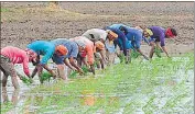  ?? HT PHOTO ?? Sowing of paddy nursery began in Haryana from May 15.