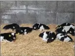  ??  ?? Happy Heifers enjoying a siesta after a fill of Elvor Milk Replacer