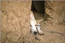  ?? JANE HAHN/THE NEW YORK TIMES ?? Two-year-old dog Martoussia rests after a Guinea worm was pulled from his leg in Kakale Massa.