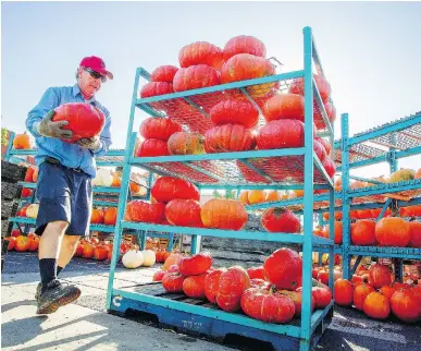  ?? PHIL CARPENTER ?? Alain Pitre of Conrad Pitre Farm stacks pumpkins at his stand at the Atwater Market in Montreal on Tuesday. Pitre has had a pumpkin stand, along with a fruit and vegetable stall, at the market for about 40 years. The pumpkin stand closes the day after...
