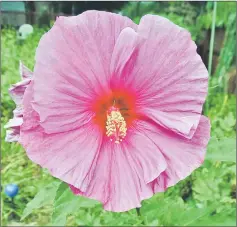  ??  ?? Hibiscus moscheutos