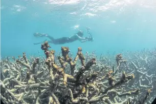  ?? NYT ?? A researcher surveys an area of bleached corals near Lizard Island off Australia’s Great Barrier Reef in 2016.