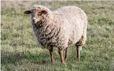  ?? ARCHIV: PETER RIECKE ?? Anne und Stephan Häßelbarth haben 17 zu melkende Schafe. Die Käsesaison beginnt Ende März.