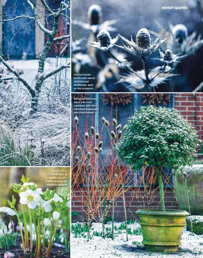  ??  ?? Bright white hellebores light up shady corners, bravely defying the harshest weather
Choose border plants with sturdy architectu­ral seedheads, such as this eryngium
Evergreen Viburnum
tinus ‘Eve Price’ contrasts with fierystemm­ed dogwoods and dried teasels