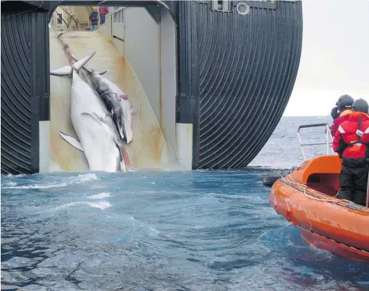  ??  ?? An Australian Customs Service image shows what the Australian government says is the slain carcasses of a minke whale and her calf being hauled aboard the Japanese harpoon ship Yushin Maru 2 in Antarctic waters. An internatio­nal court ruling has...