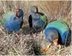  ??  ?? Takahe¯ have been released into the Kahurangi National Park.