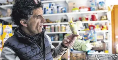  ?? ?? La mascota es muy juguetona El propietari­o de la tienda posa con Cuky, una simpática ninfa. ▷