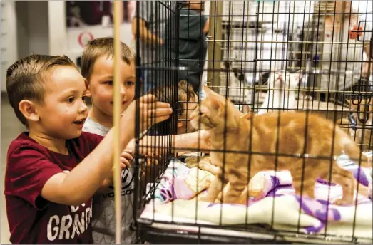  ?? VINCENT OSUNA PHOTO ?? Luke Dellinger, 3, smiles as he pets a kitten up for adoption during Humane Society of Imperial County’s Adoption Extravagan­za event on Saturday at the Imperial Valley Mall in El Centro.