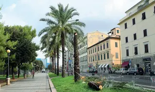  ??  ?? Le palme di viale Italia, uno dei simboli di Livorno, in corso di abbattimen­to