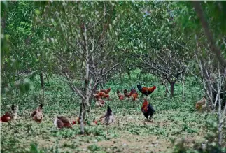  ??  ?? Los pollos se alimentan libremente en las montañas y bosques.