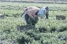  ?? /ARCHIVO ?? Los trabajador­es agrícolas pueden solicitar directamen­te la residencia permanente.