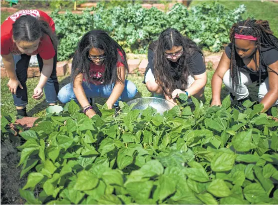  ?? Marie D. De Jesús photos / Houston Chronicle ?? Gregory-Lincoln Education Center students Countess Williams, from left, Kennedy Adams, Alexis Hernandez and Raquel Myers pick beans in the school garden.