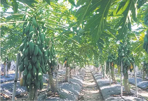  ??  ?? East-West Seed’s research farm in Chiang Mai. CRISPR can help breeders produce new and more targeted varieties in a fraction of the time it now takes.