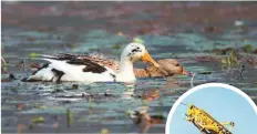  ??  ?? ■ Ducks are ‘biological weapons’ with one duck able to eat more than 200 locusts (pictured right) a day, Chinese experts say.