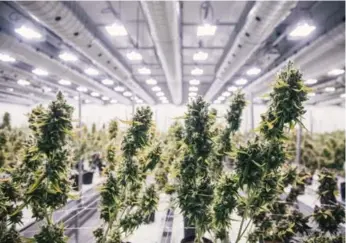  ?? COURTESY CANOPY GROWTH CORP. ?? Federal marijuana legislatio­n is expected to be proposed Thursday, but many details may be left up to provinces.