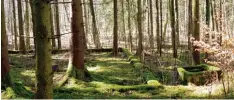  ?? Foto: Maximilian Czysz ?? Die Fundamente des Waldwerks Kuno sind bis heute im Scheppache­r Forst zu se hen.