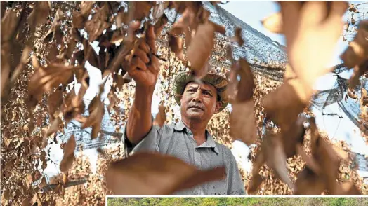  ?? —AFP ?? Heatwave hardship: Laem picking peppercorn from a dead pepper plant at his farm in Kampot province. (Below) a swathe of dead pepper plants seen at a farm in Kampot province.