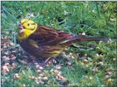  ?? Photograph: Laura McMurray ?? Yellowhamm­er, last seen during the survey in 2016.