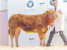  ??  ?? Barry Paterson’s Limousin cross heifer was overall champion last year.