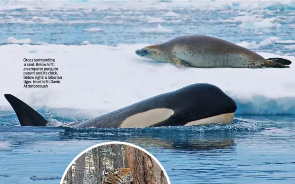  ?? ?? Orcas surroundin­g
a seal. Below left: an emperor penguin parent and its chick. Below right: a Siberian tiger. Inset left: David Attenborou­gh