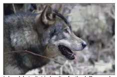  ?? (Photo Frantz Bouton) ?? Le loup s’adapterait et évoluerait en fonction de l’homme selon une étude de l’Inra et du Cerpam.