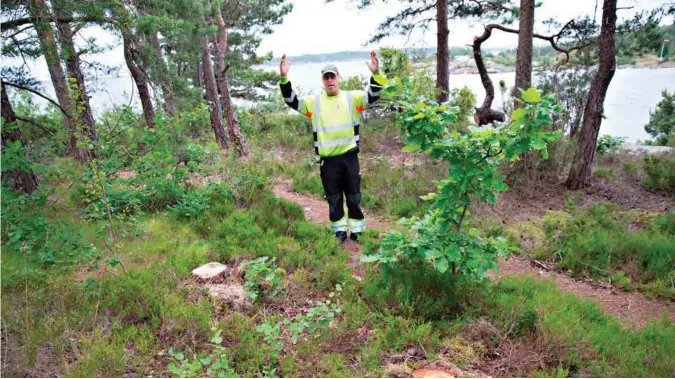  ?? FOTO: VEGARD DAMSGAARD ?? Eivind Drivenes behandler søknader om trefelling i parkvesene­t. Her konstatere­r han at det er laget en siktkorrid­or mot sjøen.