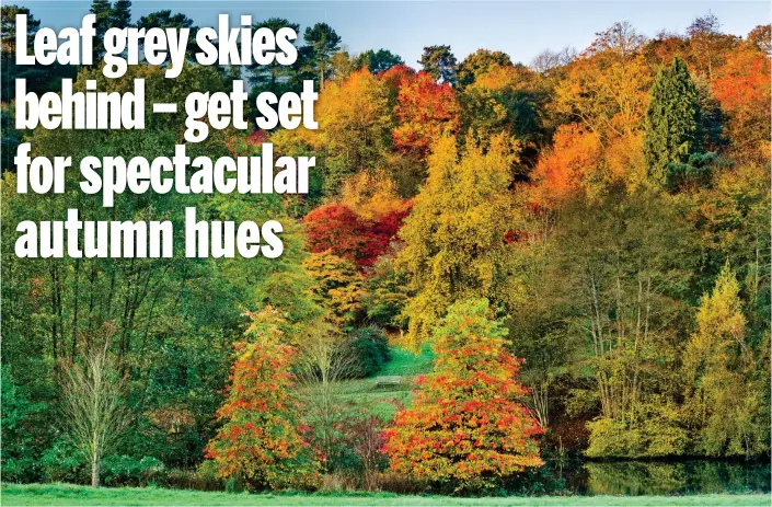  ??  ?? Nature’s paintbox: The range of colours on tree leaves at The National Trust’s Winkworth Arboretum in Surrey could be exceptiona­lly beautiful this autumn