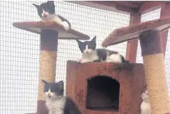  ??  ?? ●●Four fluffy kittens at Bowlers Cattery